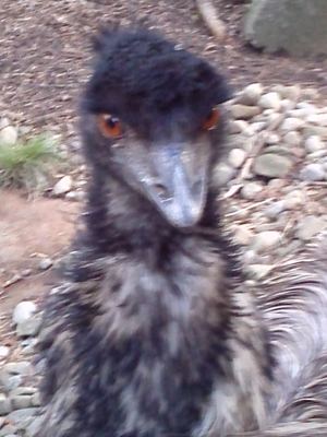 Emu Death Stare.jpg